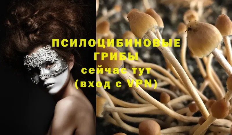 Псилоцибиновые грибы Psilocybe  купить   Слюдянка 